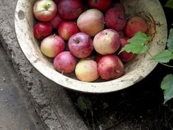ripe pink apples in the pelvis