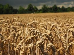 field of gold wheat