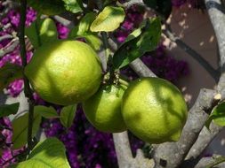 green lemons on a tree