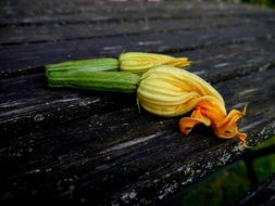 blossom orange zucchini flower