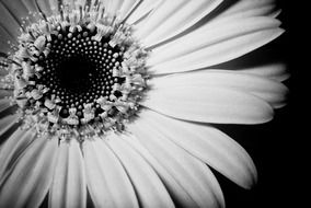 Black and white photo of sunflower