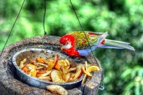 exotic multi-colored parrot on a feeding trough
