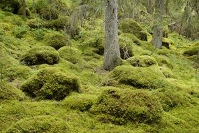 moss-grown forest in sweden