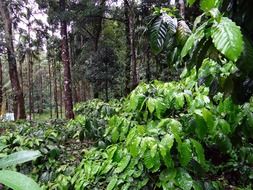 landscape of green coffee plantations in India