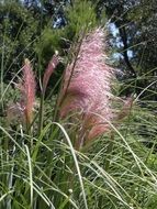 cortaderia selloana, rose plume, pampas grass in wild