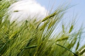 green grain field in the wind
