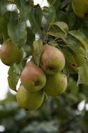 ripe pears on a tree