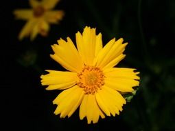 bright yellow flower