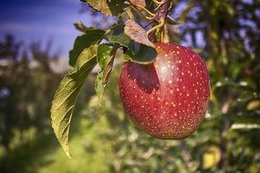 apple on a tree