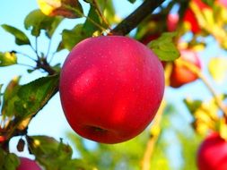 bright pink apple on a branch close up