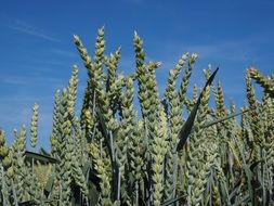 field sown with wheat in a village