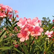 wildflowers of India