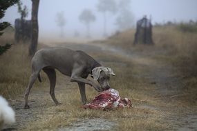 dog eating meat