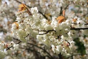 flowering cherry branches