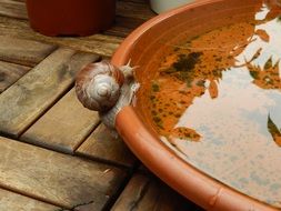 snail shell crawl