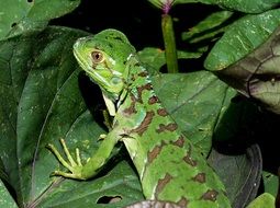 green lizard reptile