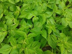 sprouts of legumes in the garden
