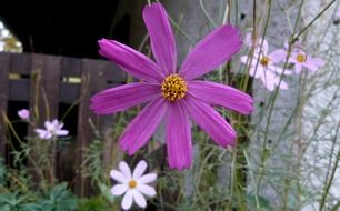 violet wild flower