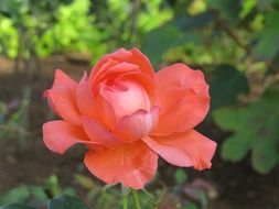 pale lush rose on a bush close up