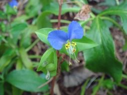 natural flowering plants