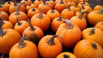 farm pumpkins in fall