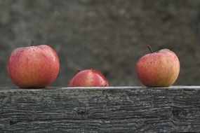 Organic apple fruits in nature