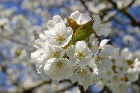 cherry blossoms in the garden