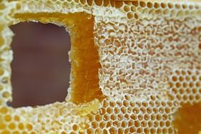 honeycomb cells