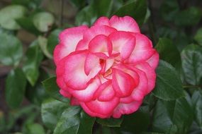 pink rose on a green bush