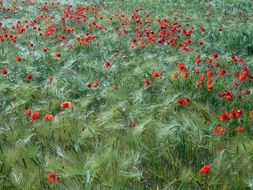 top view of the poppies among the green field