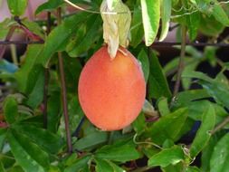 dainty japanese wollmispel fruit