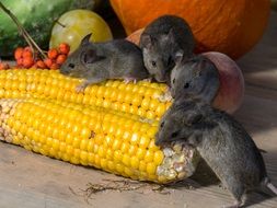 mice are eating corn