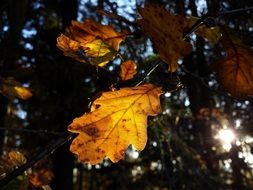 beech tree in nature