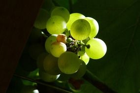 green grapes in the dark