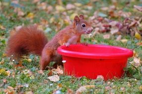 sweet red squirrel in the garden