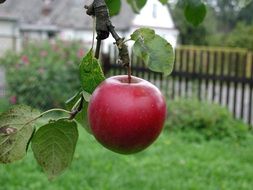 red ripe apple grows on a tree in the garden