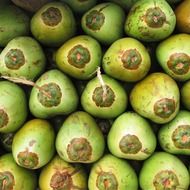 green coconut fruits