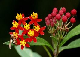 \wasp sits on the beautiful flowers