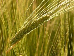 spikelet on a barley field