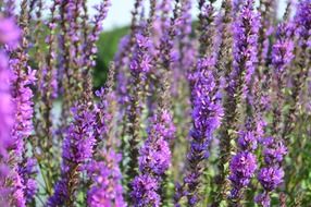 wildflowers environment