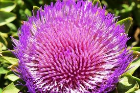 purple artichoke flower