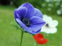 blue anemone flower close up