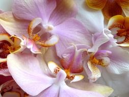 moth orchid macro