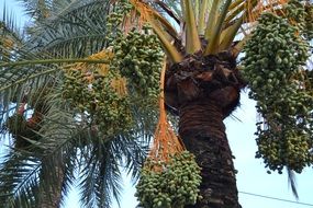 dainty palm fruits