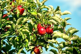 Red apples on apple tree