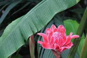 beautiful delicate pink flower on a green background