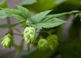 hops, plant with fruits close up