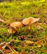 edible mushrooms in a green meadow