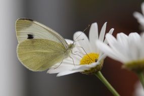 butterfly white on camomile