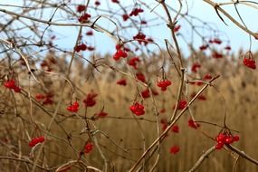 red berries on an autumn bush